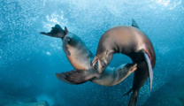 sea lions playing